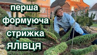 За одну стрижку перетворила ялівець на квітку! Стрижка хвойних.