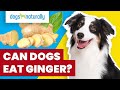 Can dogs eat ginger