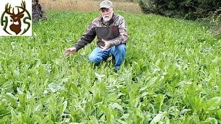 Easy no till food plot review.