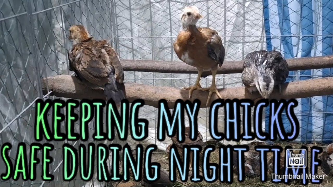 Ito ang ginagawa ko sa mga alaga tuwing gabi