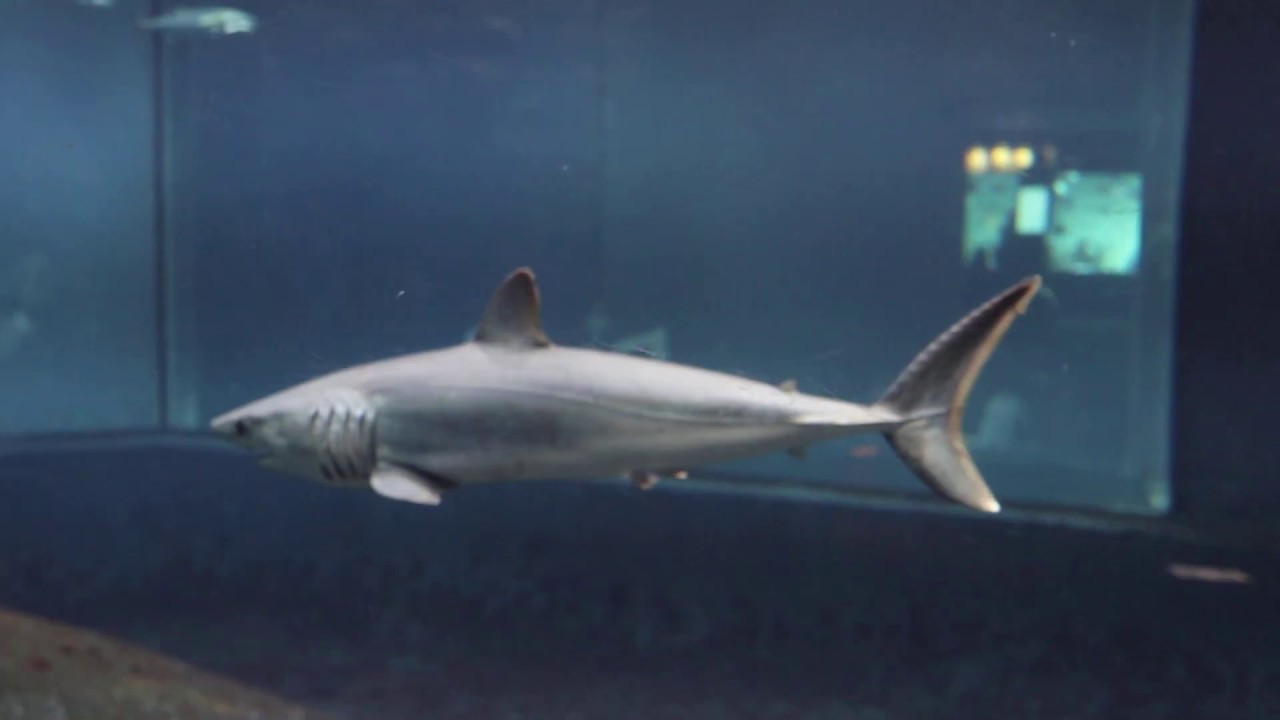 ミストラルの水族館ブログ Ssブログ