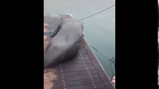 This lady touched a sleeping sea lion and got scared