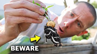 You WON'T BELIEVE what I found KILLING the Garden!