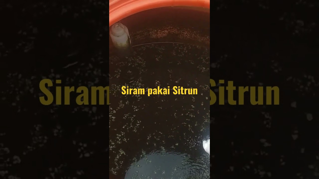 Sebelum di kuras Siram Dulu Pakai Sitrun.