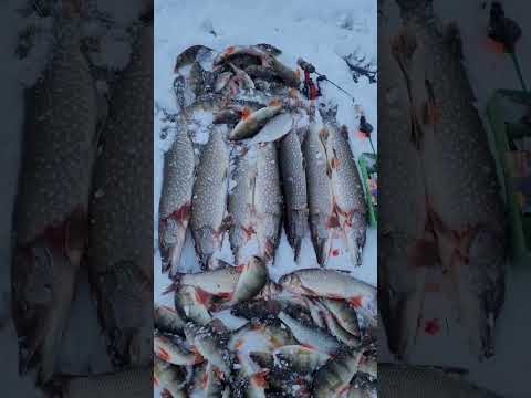 ШОК!!! НА ЭТОМ