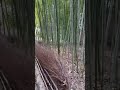 筍探して 竹いっぱいですが 筍なかった 残念 