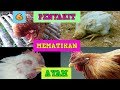 6 Penyakit Yang Paling Sering Menyerang Ayam [Penyebab, Gejala, Pencegahan, dan Pengobatan]