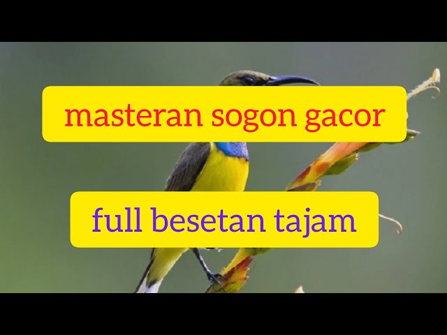 sogon gacor, untuk masteran, pancingan/pikat class=