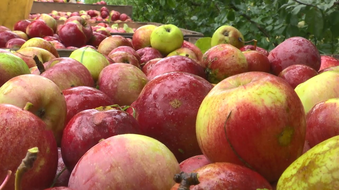 Собирают минимум четыре ведра яблок с дерева! / Стабфонд  - YouTube