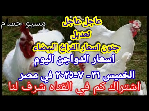 اسعار الفراخ البيضاء اليوم سعر الفراخ البيضاء اليوم الخميس 31 7 2025 في مصر