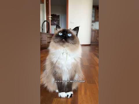 Какие есть породы кошек с окрасом колор-пойнт - YouTube