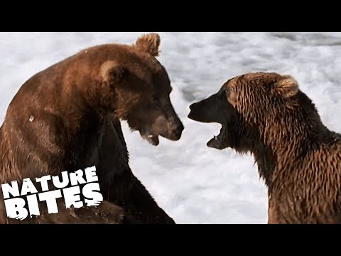 Epic Alaskan Grizzly Bear Fight Nature Bites