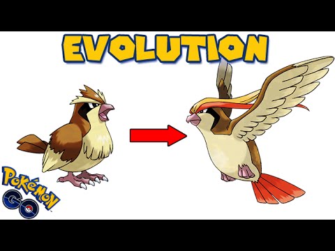 Pidgey Evolve 4