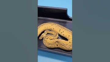 red stripe #ballpython #snakes