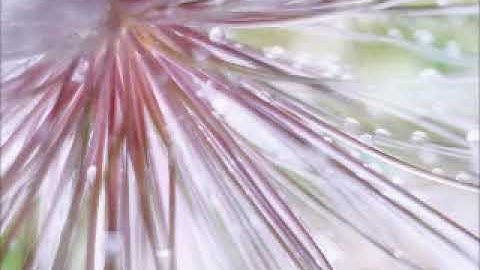 شيخ ناصر قطامي سورة الفتح صوت عجيب