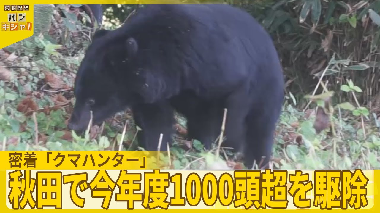密着「クマハンター」】知られざる素顔 秋田で今年度1000頭超を駆除