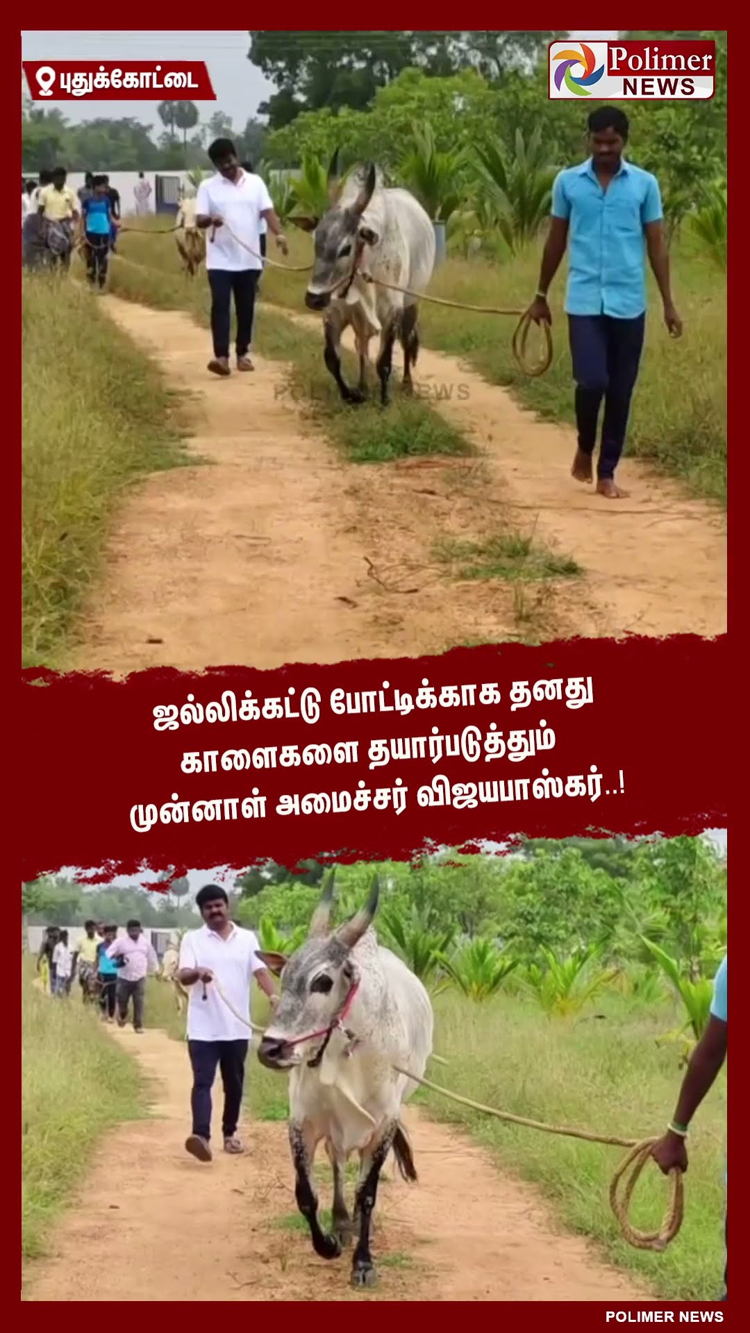 ஜல்லிக்கட்டு போட்டிக்காக காளைகளை தயார்படுத்தும் முன்னாள் அமைச்சர்..! #shorts