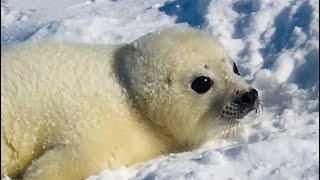 【Harp Seal Pup】あざらしの赤ちゃん初対面タテゴトアザラシ