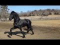 Martzen - 4 year old 17 hand Purebred Friesian Stallion Standing At Stud