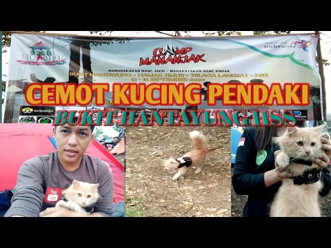 Video: Kucing Petualang Mendaki Di Hutan Belantara Amerika Bersama Pemiliknya Dan Sangat Menyukainya