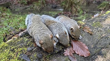 Precision Pest Control: Long-Range Techniques for Invasive Grey Squirrels