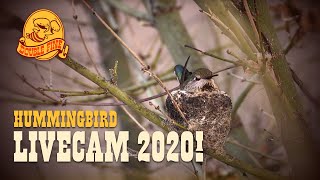 Double Fine Action Hummingbird Livecam 2020!