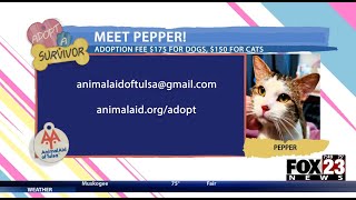 Adopt a Survivor: Meet Pepper