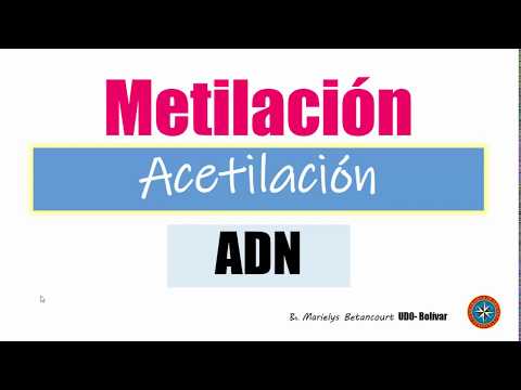 Video: ¿Es la metilación del ADN una modificación postraduccional?