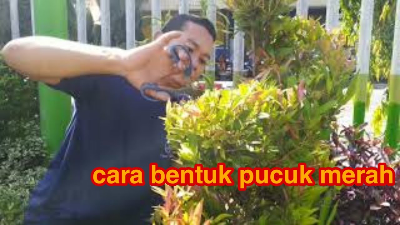 Cara bentuk pucuk merah 