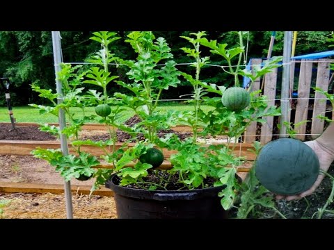 Vidéo: Melon à chair jaune Black Diamond : Cultiver des plantes de pastèque Black Diamond à chair jaune