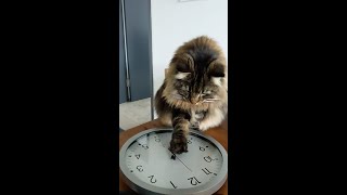 Roy is Obsessed with Clocks | Norwegian Forest Cats by Roy and Moss 1,460 views 3 months ago 1 minute, 47 seconds