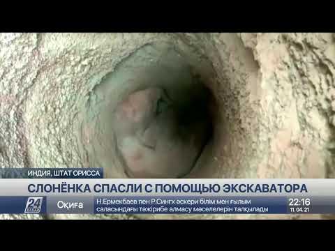 С помощью экскаватора спасли слоненка в Индии