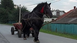 🎬🚨Запрягли Фараона .💪 Прогулка PERCHERONA🐎☄️💥