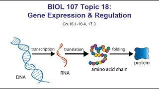 BIOL 107 - 18 - Gene Regulation (Lecture Nov 23, 2020)