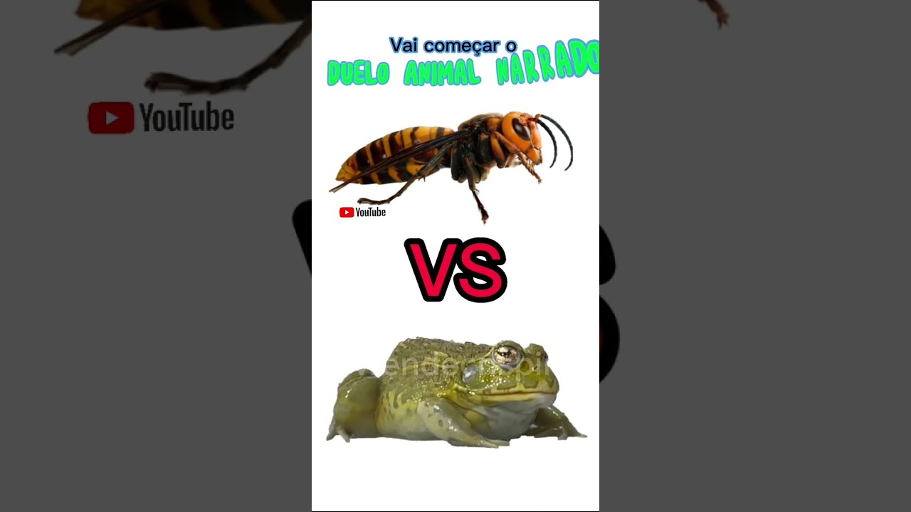 Duelo Animal Narrado - Vespa Mandarina VS Sapo