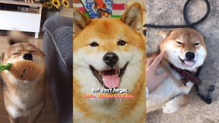 Shiba Inus are the Sweetest Dogs - Adorable and Funny Compilation