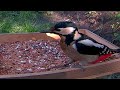 Great spotted woodpecker at the bird feeder.