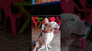 Beware 1️⃣2️⃣5️⃣ Pound Dogo Argentino Champion Playing with beautiful Kid ??‍❄️??