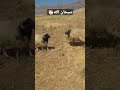 حرب الخروف سبحان الله
