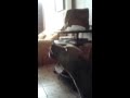 Perro imita al sonido de la ambulancia IMPRESIONANTE !!!
