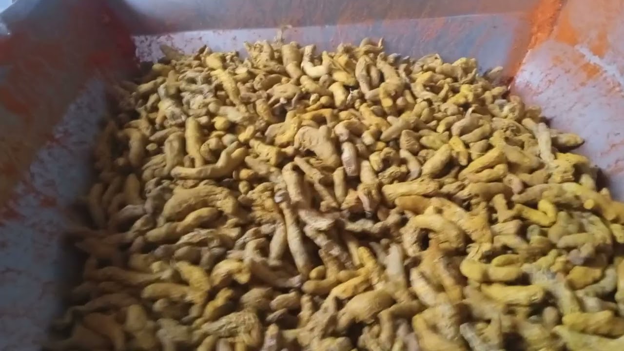 মেশিনে হলুদ ভাংগানো। how yo make turmeric powder