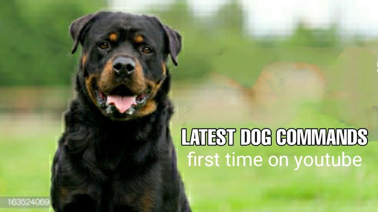 Smart Rottweiler Smart Rottweiler understands everything I say. - YouTube