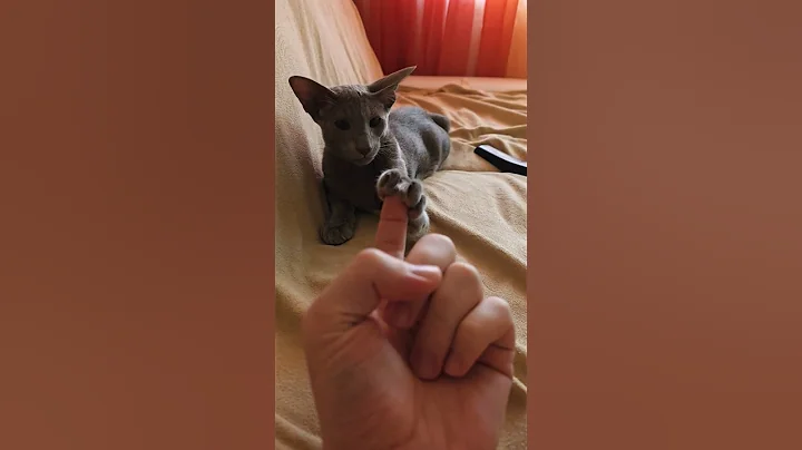 Watch the video about Play with the cat, he is wonderful #cat #kitten #oriental #funny #vtuber #genshinimpact