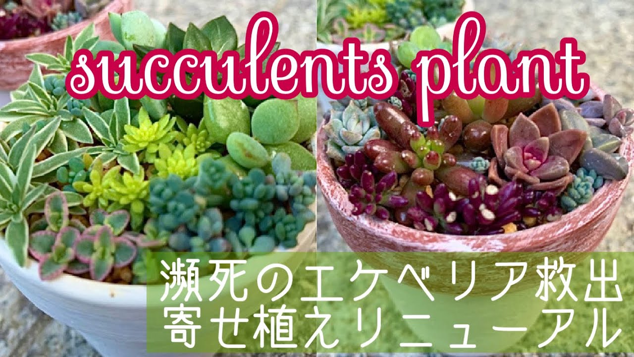 多肉植物 寒さと雪にやられた多肉たち 復活なるか 寄せ植えリニューアル 植え替え ガーデニング Youtube