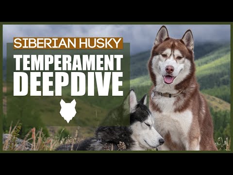 Video: Huskies temperament