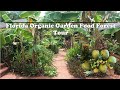 Florida organic edible  tropical garden food forest tour  july zone 10a