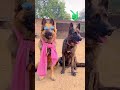 What Do You Understand CID Dog Akash Comedy Shorts Dog Viral 