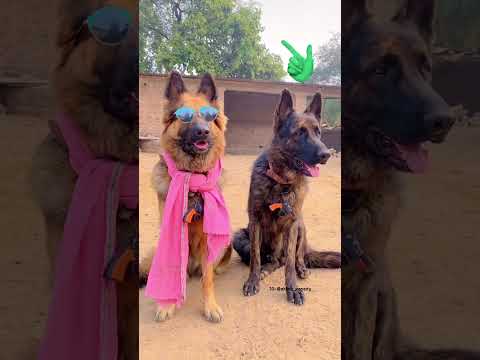 वीडियो: क्या कुत्तों का कैमरा शर्मीला होता है?