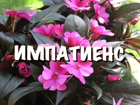 Видео: Impatiens дребноцветни