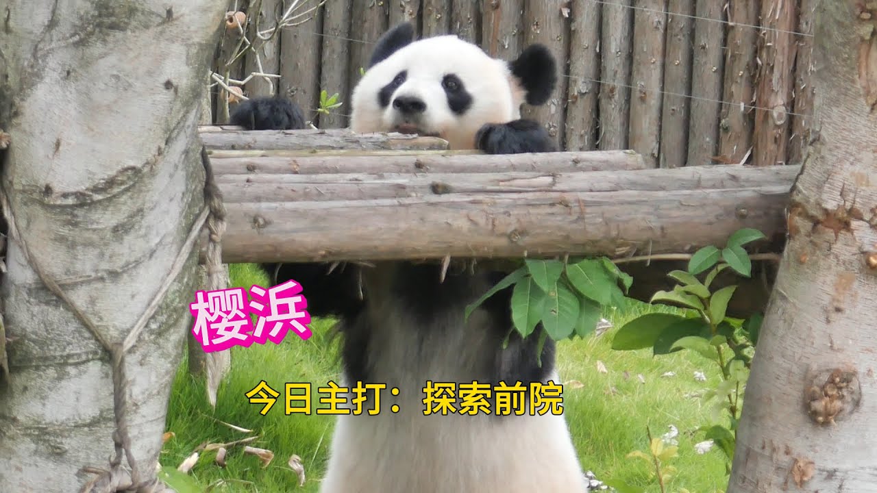 【Episode 10】9.27 成都に住むパンダ姉妹「桜浜（おうひん）」と「桃浜（とうひん）」の生活 Ouhin very itchy & Touhin missed her wowotou...